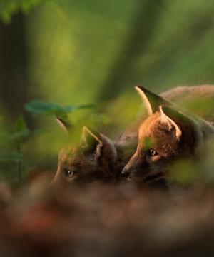Le Festival International Nature Namur 2026